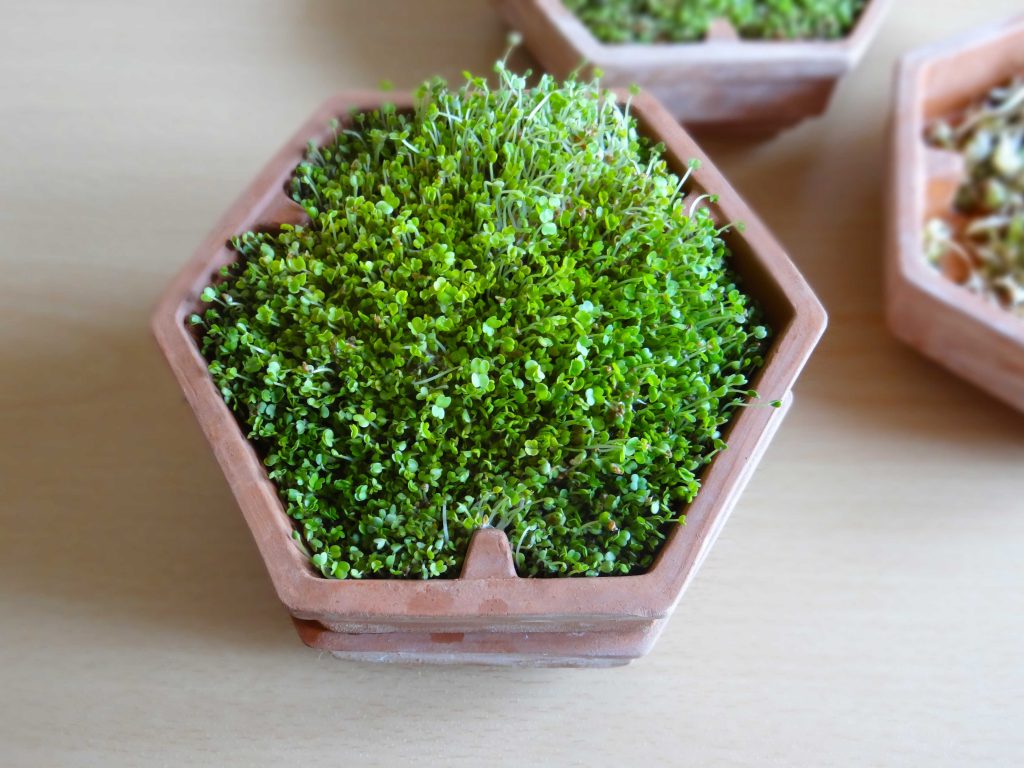 Seminte incoltite(germinate)